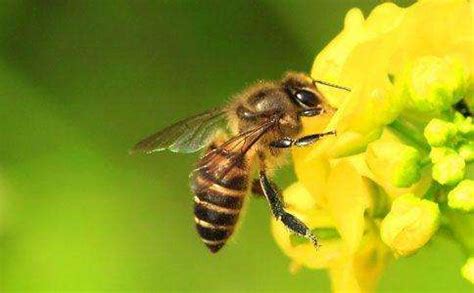 蜜蜂飞进家里风水|一只蜜蜂飞进家里预示什么